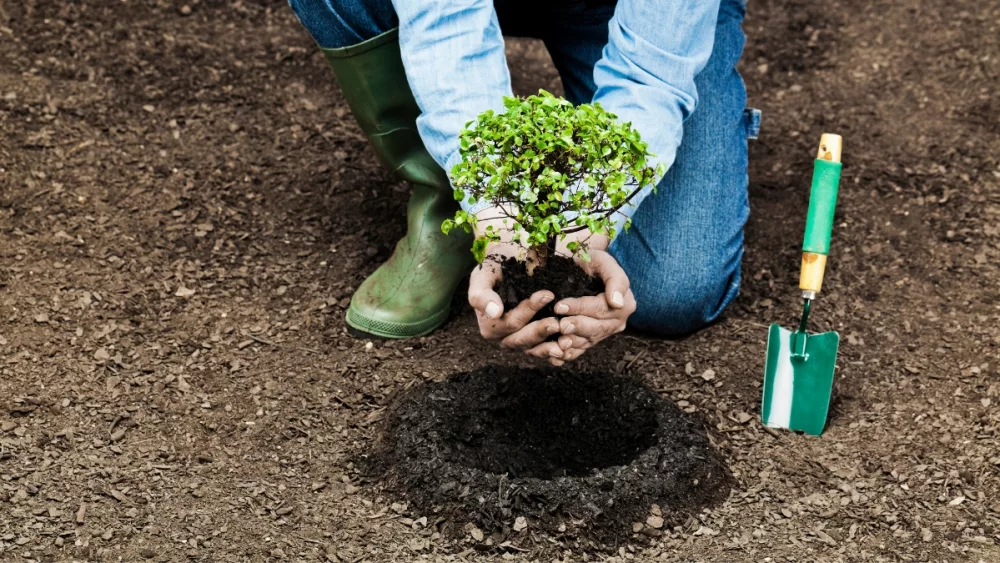 generic-tree-planting