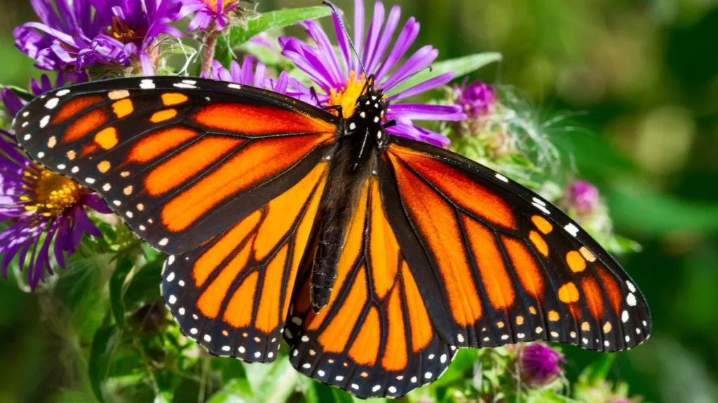 monarch-butterfly