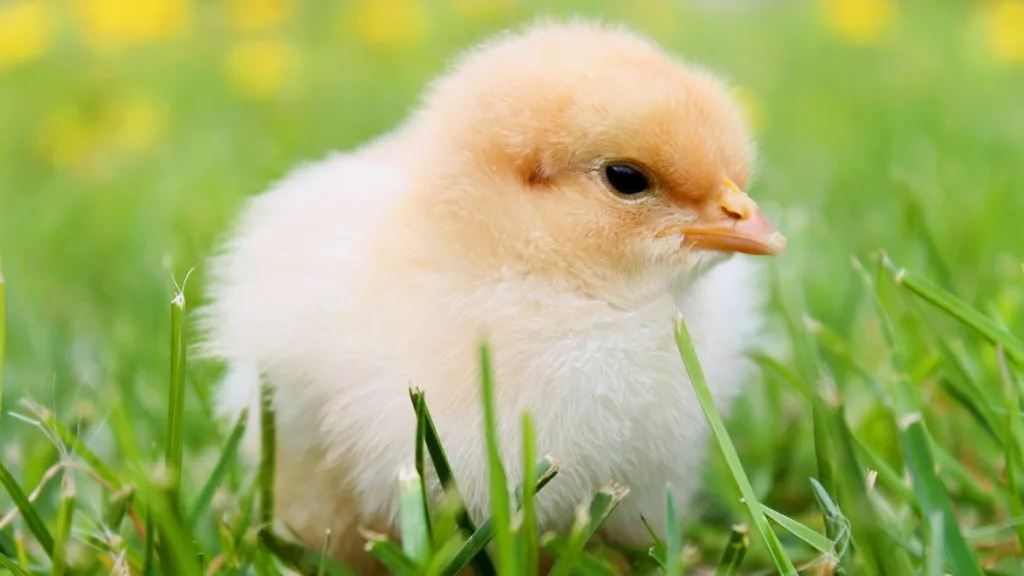 chick-2
