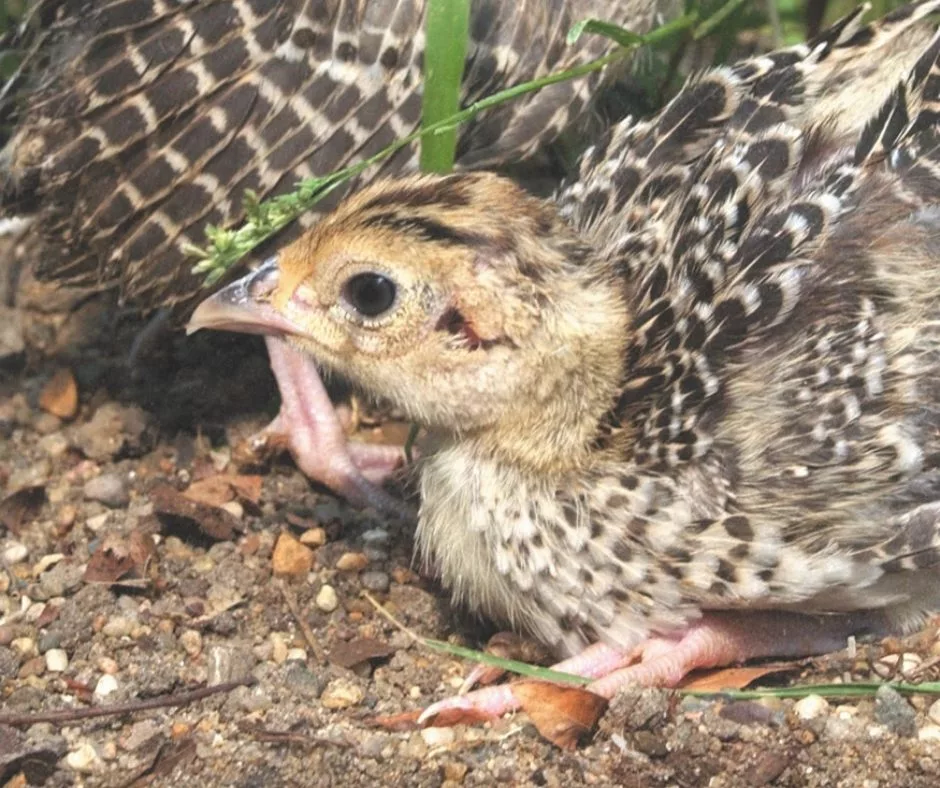 pheasant-chicks