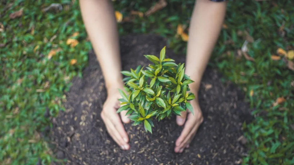 planting-plant-generic