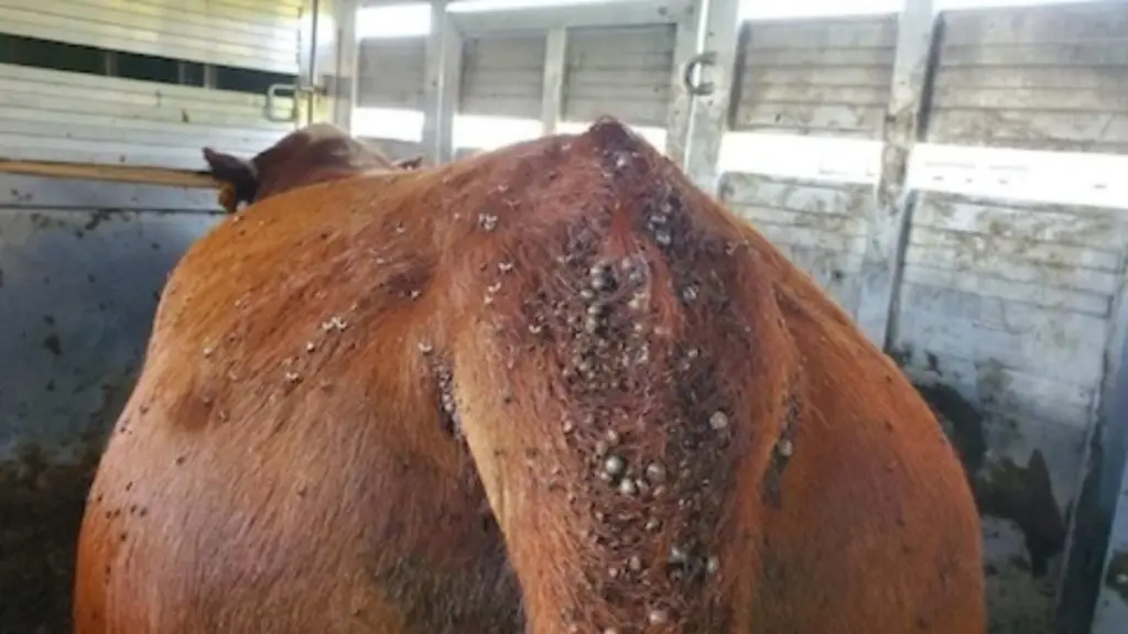 tick-infested-cow