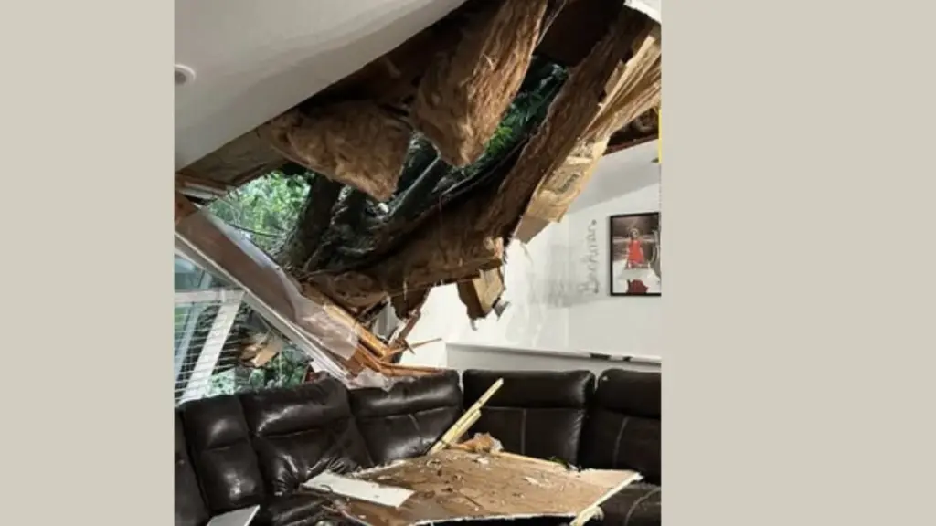 beckman-tree-on-house-june-16-2025