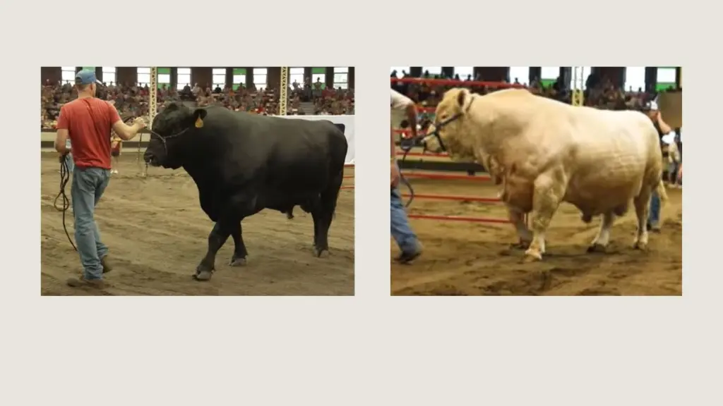 super-bulls-from-area-iowa-state-fair-2025