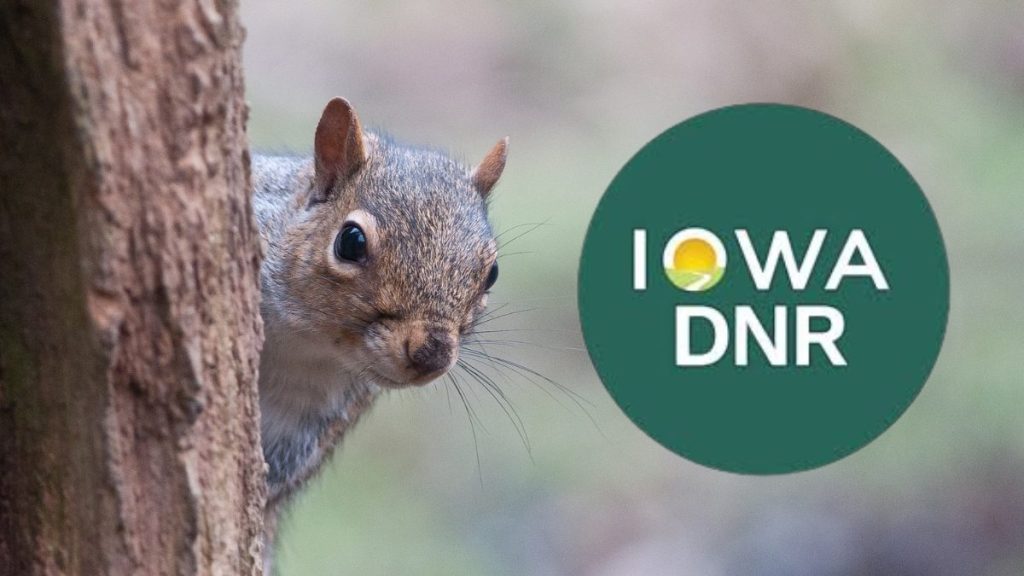 Iowa's Rabbit, Squirrel Hunting Seasons Open Aug. 30 | Carroll ...