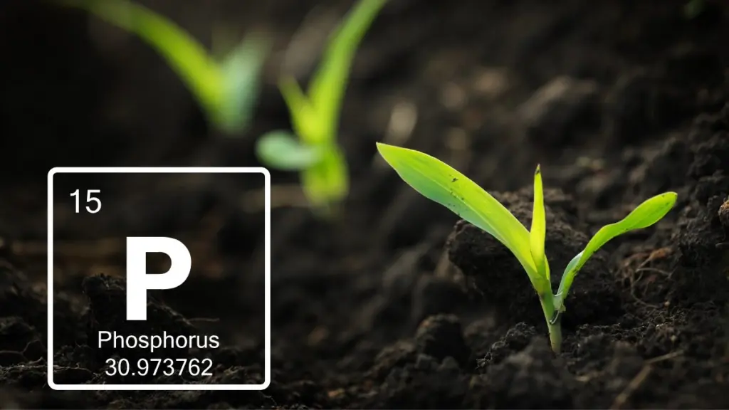 phosphorus-critical-push