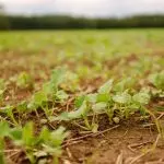 artworks-akdfdnzh1ejgvxod-nkycqa-t3000x3000636432-150x150257901-1