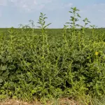 artworks-tkq1y99wkztekqxm-3kqfhw-t3000x3000424262-150x15095022-1