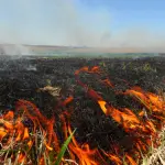 artworks-yfmxlyxaebskvjra-douzra-t3000x3000861384-150x150540756-1