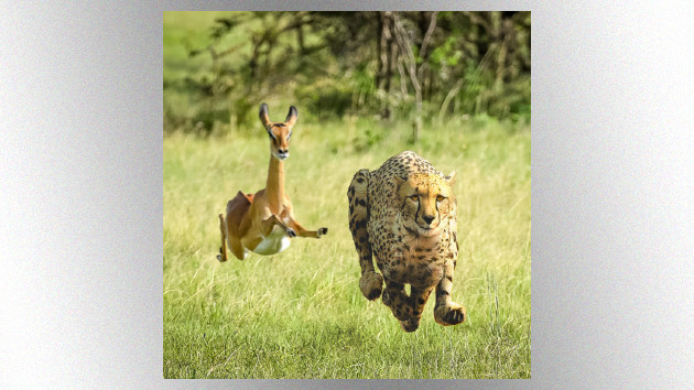 m_tameimpalathundercat_042523298788