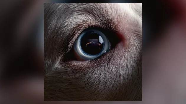 m_darksideofthemoonredux_072123126502