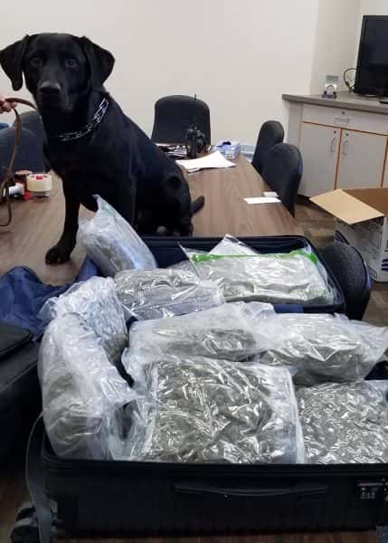 1-31-19-knox-county-pot-bust-2