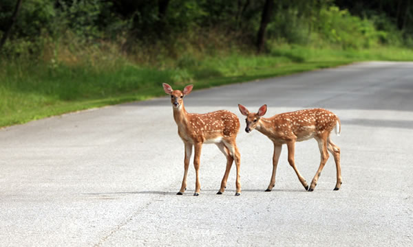 Oh, dear! Don't veer for deer! Motorists should resist urge to