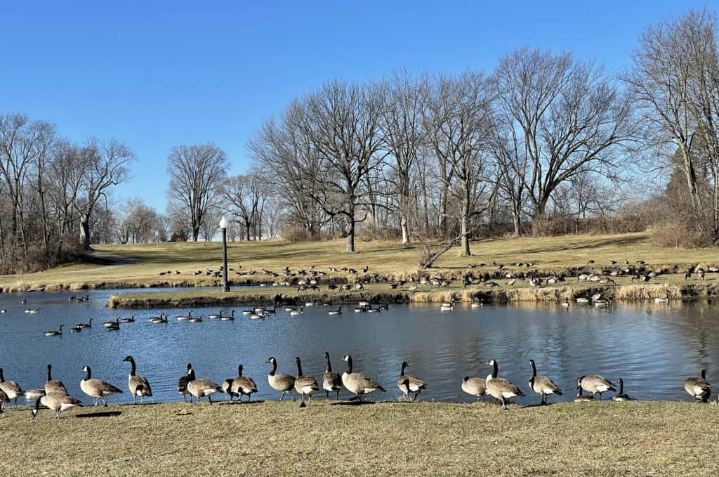 lincoln-park-geese-2