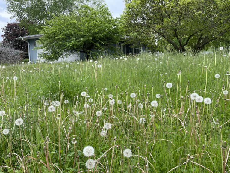 Grass and weed violations are the City of Galesburg's most common nuisance violations.