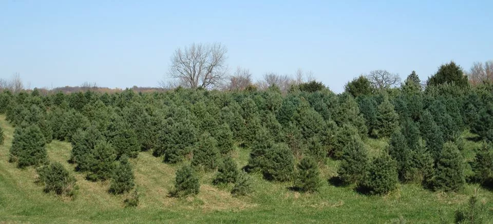 grohmanns-christmas-trees-4