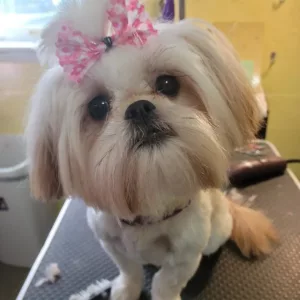 Pookie's grooming services