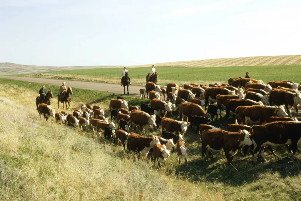 livestock30-tif-3
