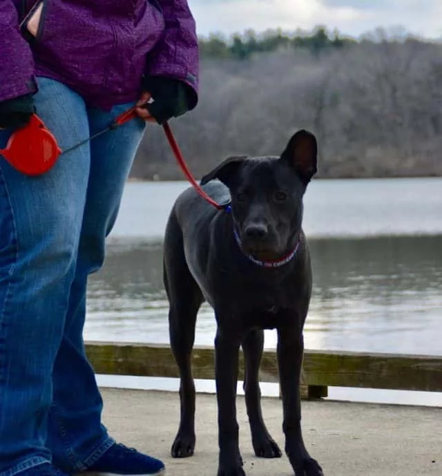 3-8-18-henry-county-humane-society-thor-e1520546114378