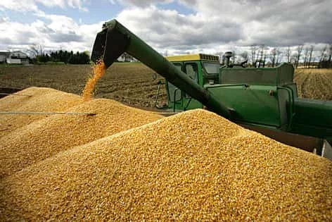 corn-2