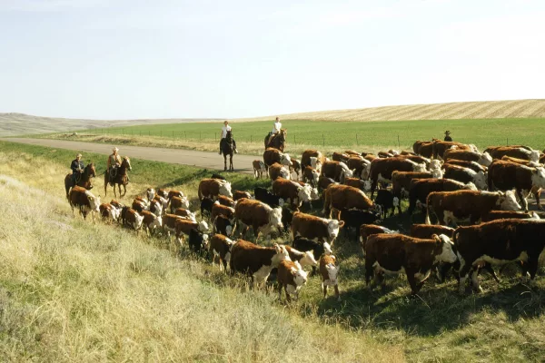 livestock30-tif