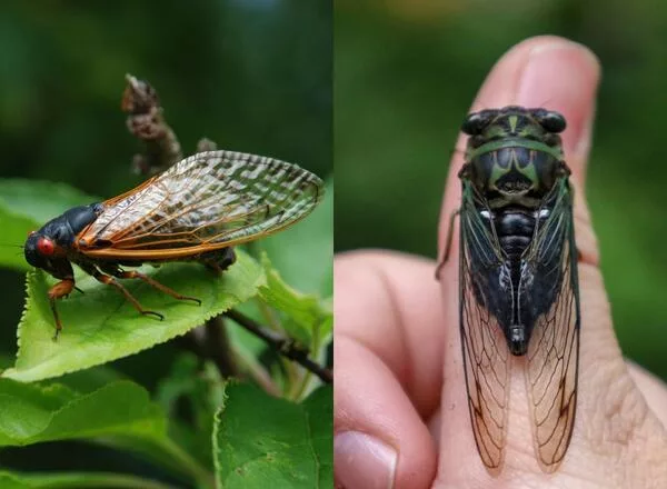 Cicadas