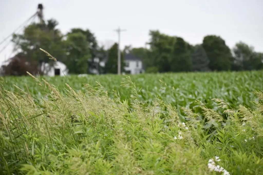 1.27 acres of constructed wetlands at the Nipper Wildlife Sancturay capture over 25 acres of runoff from the neighboring 236 acres of corn in Loami, Illinois. May 31, 2024. (Photo by Jennifer Bamberg, Investigate Midwest)