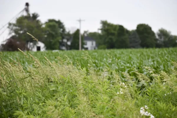 1.27 acres of constructed wetlands at the Nipper Wildlife Sancturay capture over 25 acres of runoff from the neighboring 236 acres of corn in Loami, Illinois. May 31, 2024. (Photo by Jennifer Bamberg, Investigate Midwest)