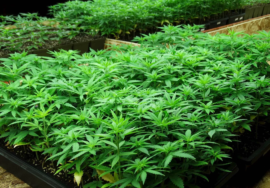 Industrial hemp is pictured on a farm near Delavan.