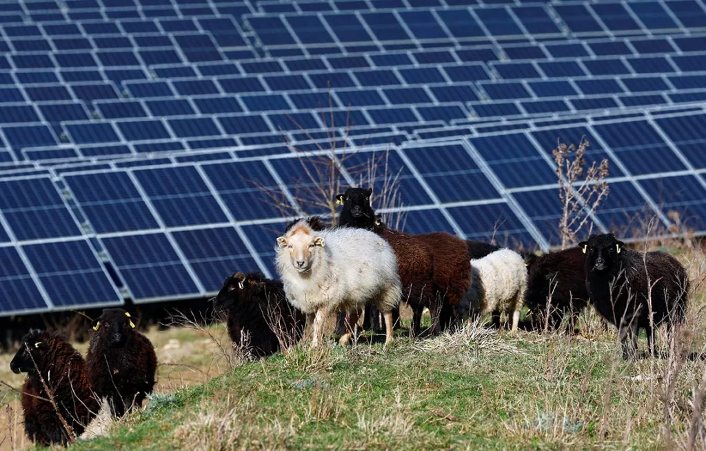 A flock of sheep graze near solar panels at the photovoltaic park installed by Engie in Marcoussis near Paris, France, February 12, 2024.