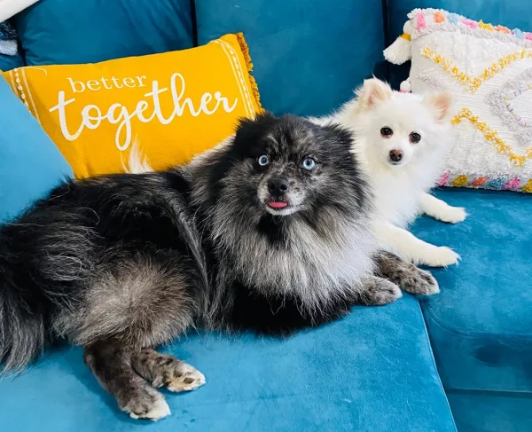Dante and Dory, the two rescue Pomeranians for which the store is named.