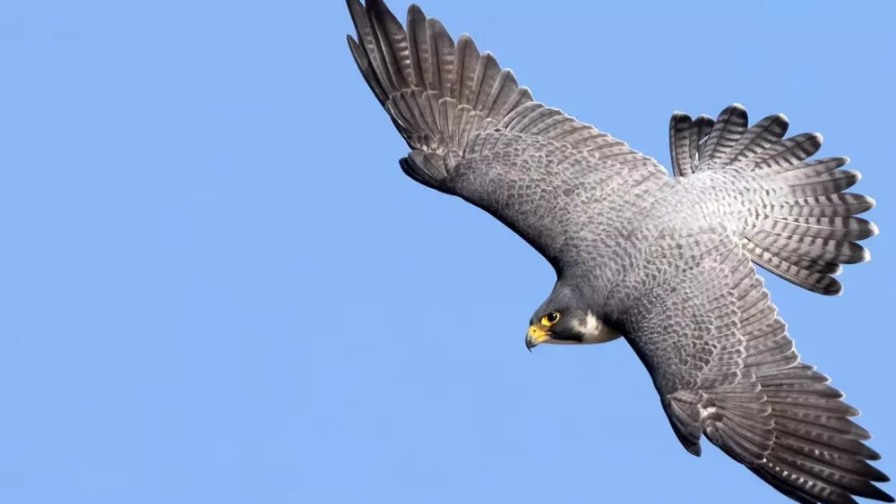 Falcons