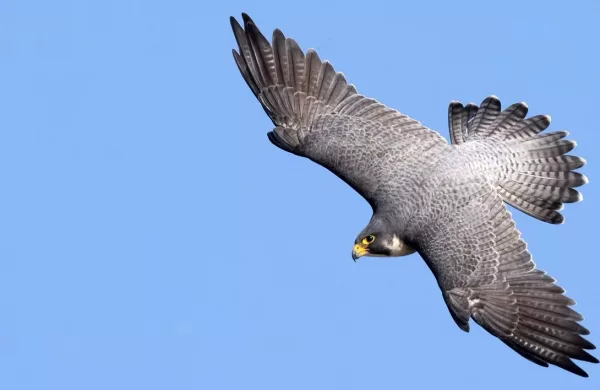 Falcons