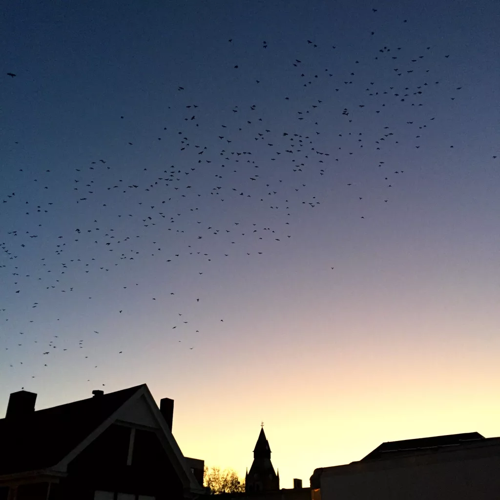 Crows fly over downtown Galesburg.