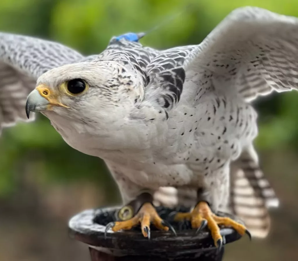 The City Council will review a $54,000 Aviaway Bird Control Services proposal on Monday, deploying seven falcons with handlers for one month in November or December.