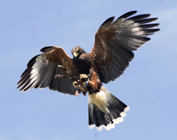 Aviaway Bird Control Services says falconry is a natural bird control solution.