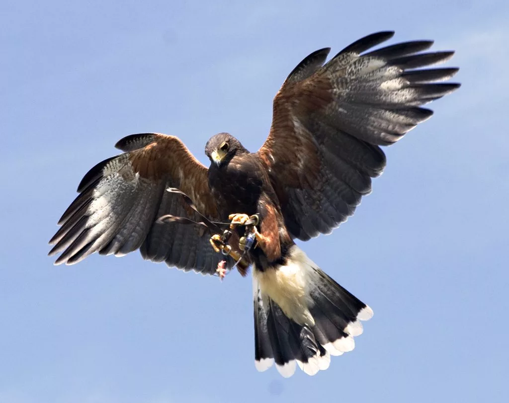 Aviaway Bird Control Services says falconry is a natural bird control solution.