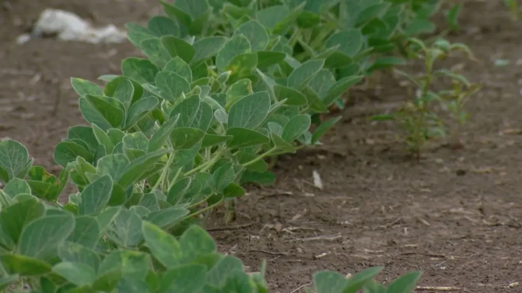 A row of soybeans are pictured in a field in Springfield. (Capitol NewsIllinois photo by Andrew Campbell)