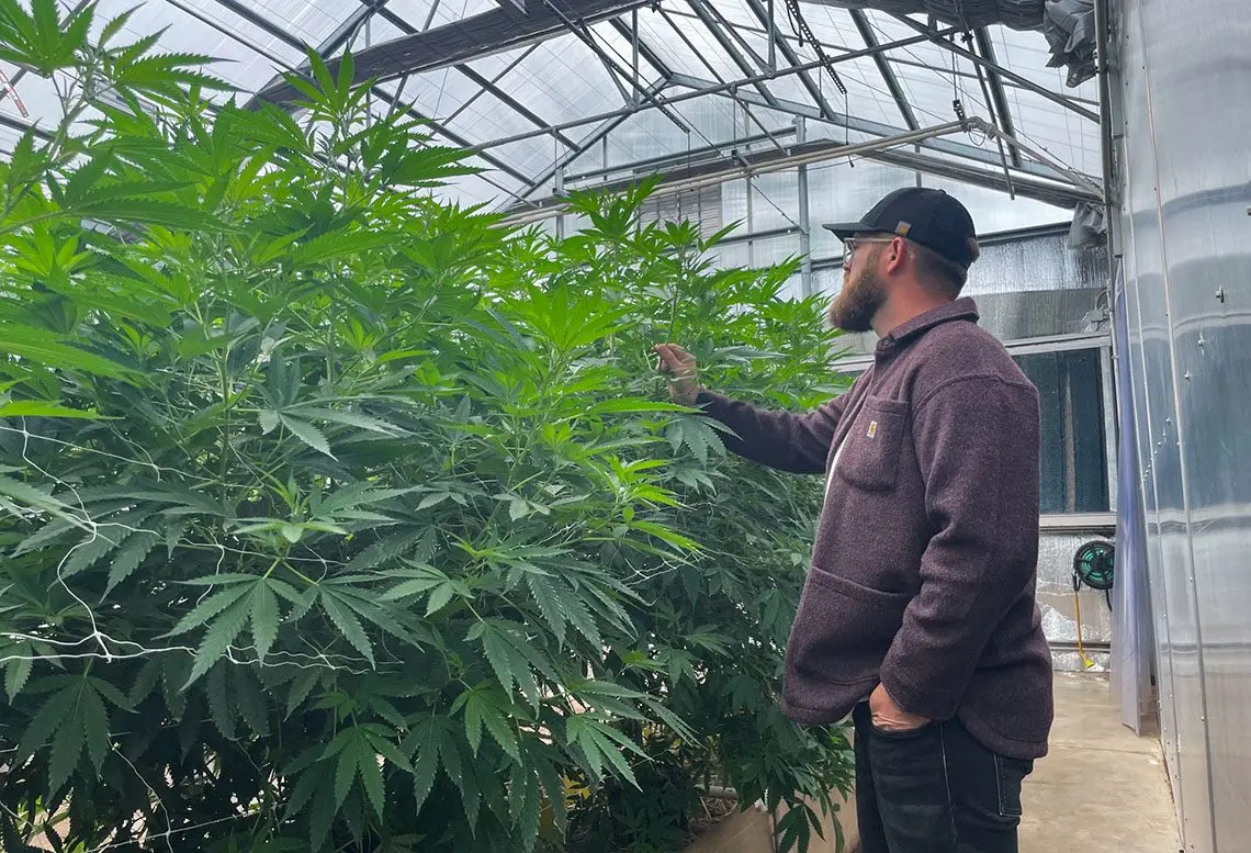 Justin Ward stands next to some hemp plants at Stoney Branch Farms, which can grow to be 12-16 feet. While Stoney Branch sells hemp in the form of gummies, teas, capsules, joints and whole flowers, hemp is also widely used to make paper, fabrics, rope, makeup and lotions. (Isabella Schoonover, Medill Illinois News Bureau)