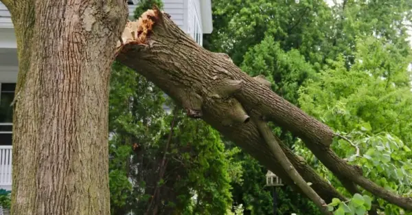 tree