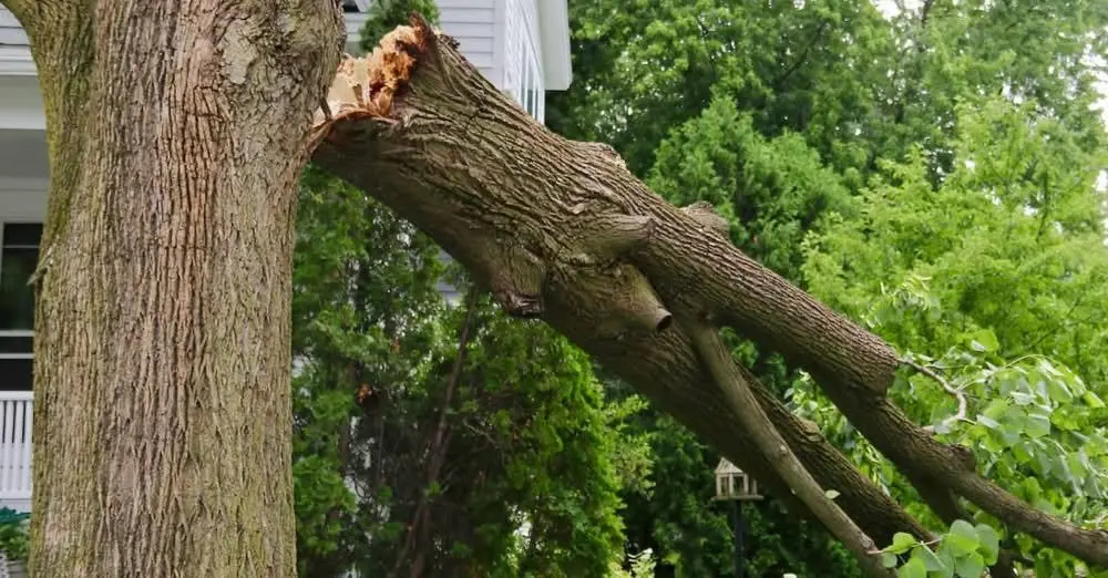 tree