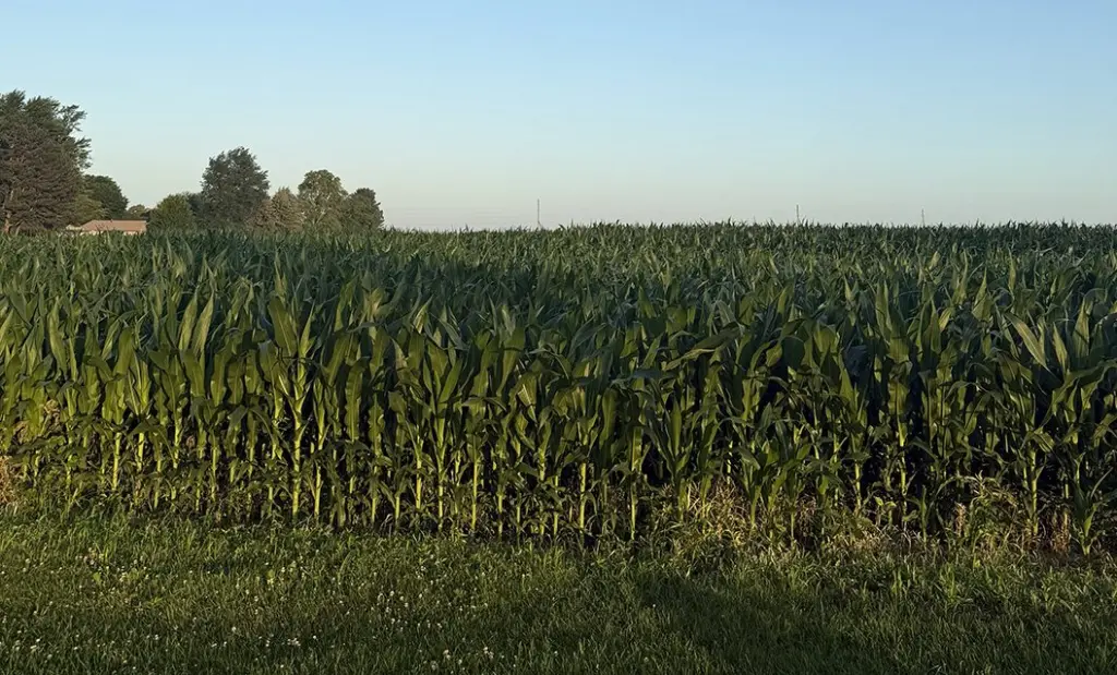 Cornfield