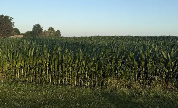 Cornfield