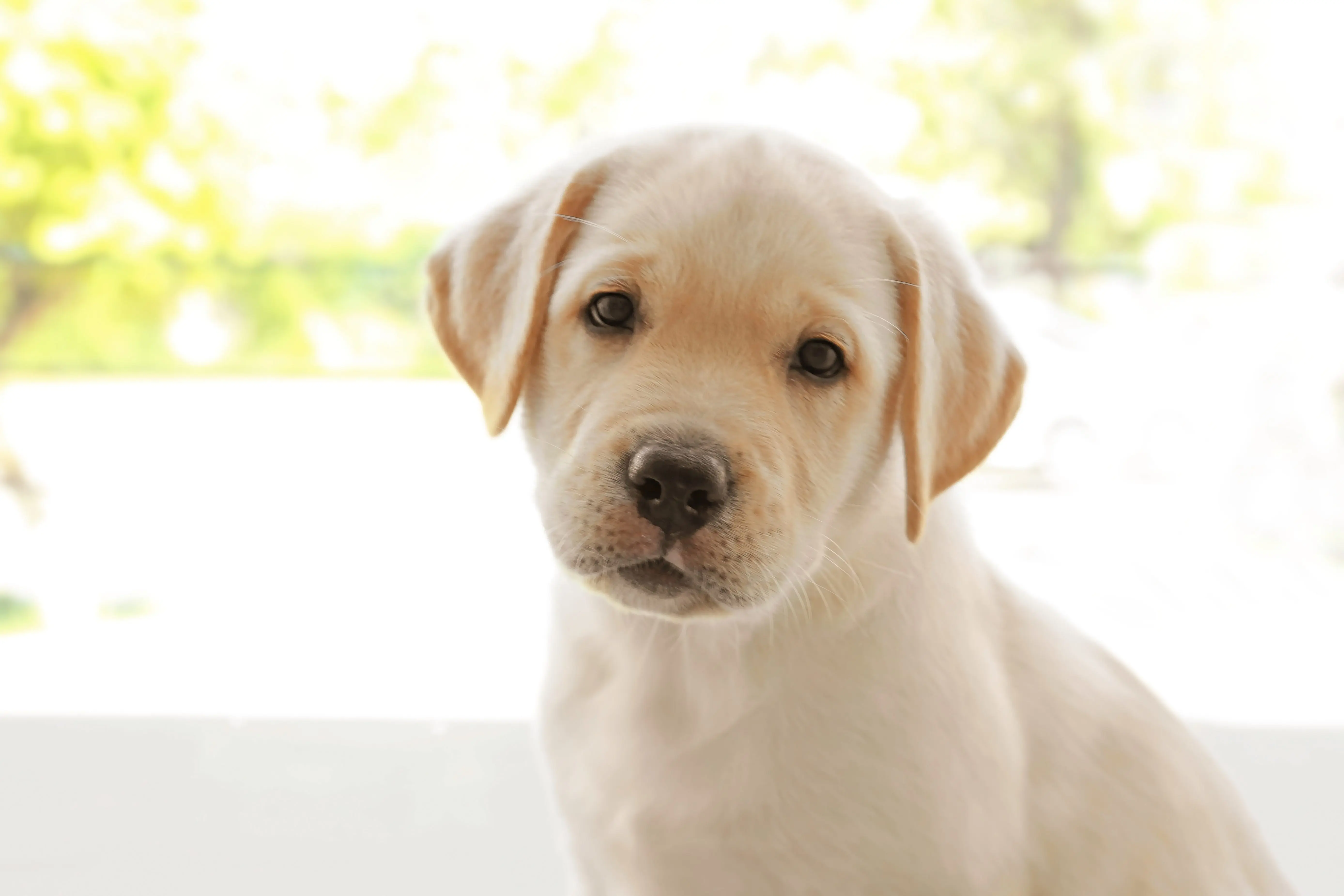 Supply Drive for Knox Co Humane Society