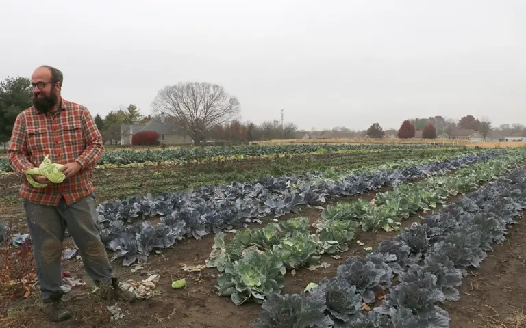 Sola Gratia farm manager John Williams pulls leaves from a cabbage while standing in the farm’s last rows of outdoor leafy greens for the season. (Capitol News Illinois photo by Maggie Dougherty)