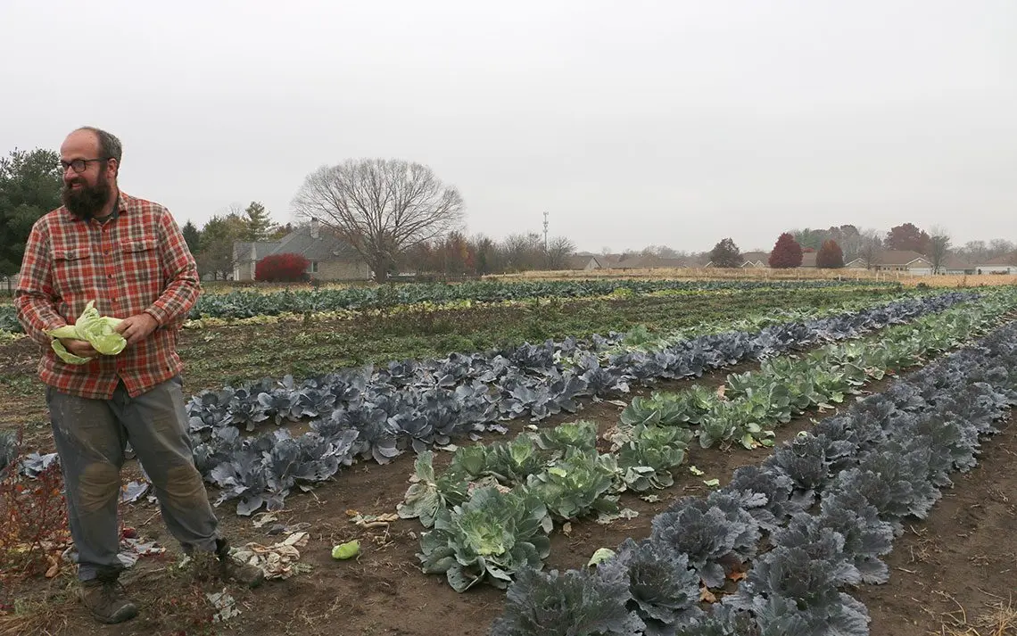 Sola Gratia farm manager John Williams pulls leaves from a cabbage while standing in the farm’s last rows of outdoor leafy greens for the season. (Capitol News Illinois photo by Maggie Dougherty)