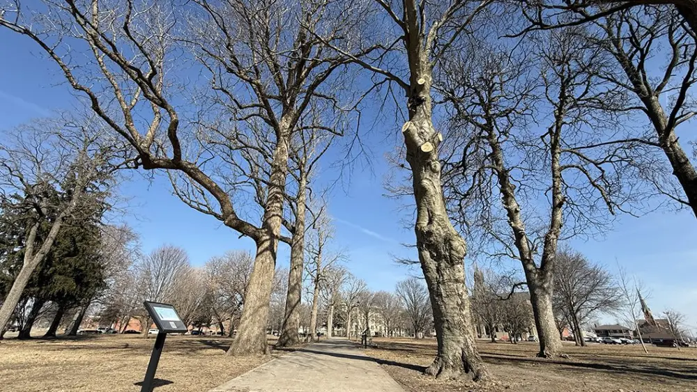 Pathway through Standish Park in Galesburg with trimmed and bare trees after maintenance, February 10, 2026.