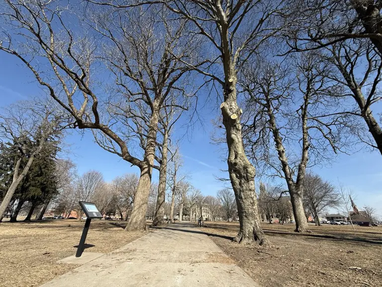 Pathway through Standish Park in Galesburg with trimmed and bare trees after maintenance, February 10, 2026.