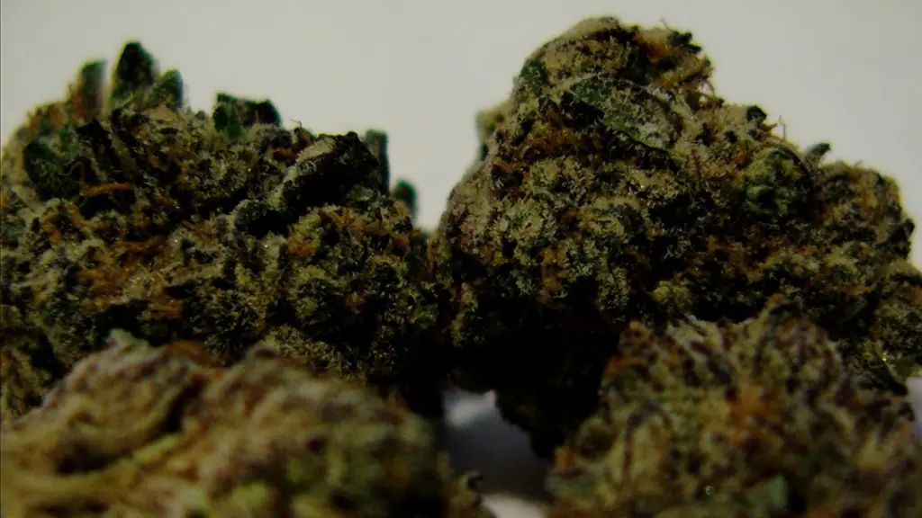 The photo shows a close-up of marijuana buds before they leaf out. (Capitol News Illinois/Andrew Campbell)