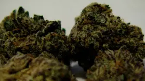 The photo shows a close-up of marijuana buds before they leaf out. (Capitol News Illinois/Andrew Campbell)